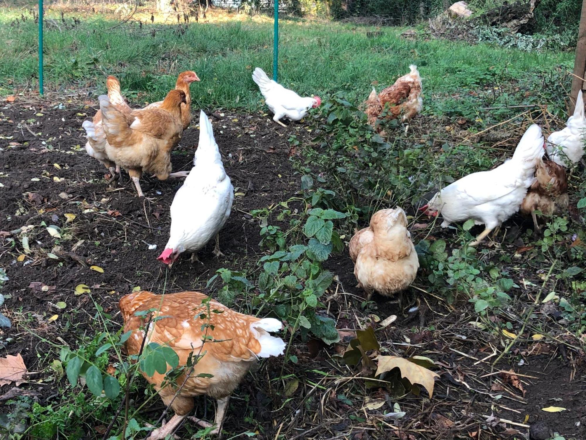 מלון Pfastatt Le Jardin De La Tuilerie Alsace מראה חיצוני תמונה